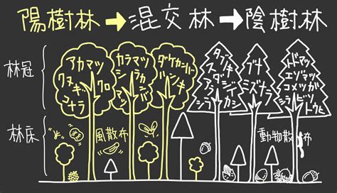 陽樹 陰樹 一覧 生物基礎|生物基礎：遷移の分類、一次遷移 (裸地～陰樹林)の過程 